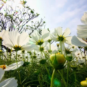 Purity Cosmos Seeds - 50 Count, Elegant White Blooms, Cut Flower Annual - Image 5