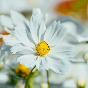 Purity Cosmos Seeds - 50 Count, Elegant White Blooms, Cut Flower Annual - Image 7