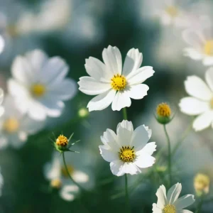 Purity Cosmos Seeds - 50 Count, Elegant White Blooms, Cut Flower Annual - Image 8