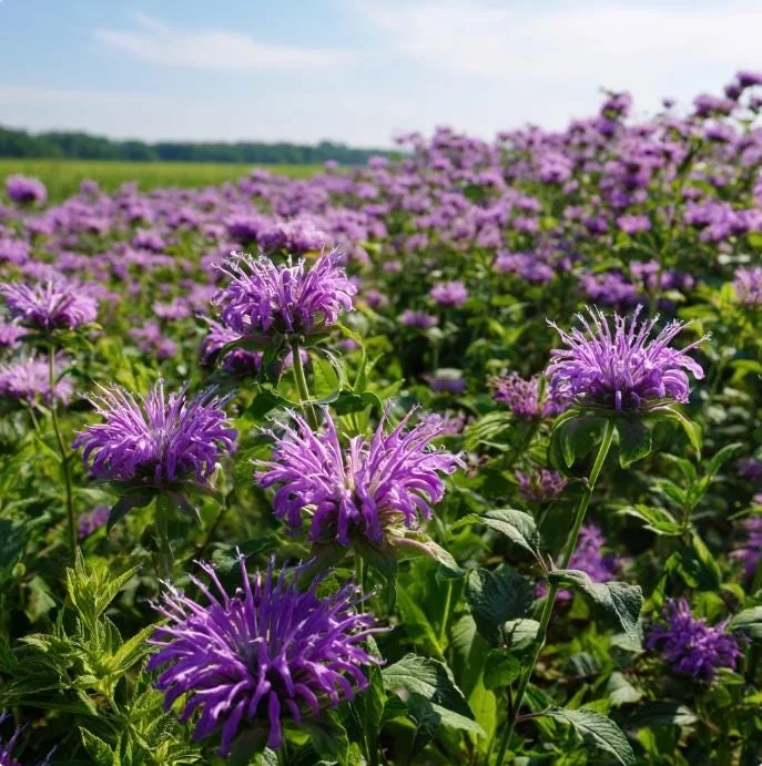 Purple Bergamot Seeds – Monarda Media Wildflower – 50 Seed Pack – Attracts Pollinators - Image 1