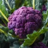 Purple Cauliflower Seeds – 100 Seeds – Brassica oleracea – Vegetable Garden - Image 1
