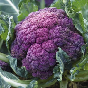 Purple Cauliflower Seeds – 100 Seeds – Brassica oleracea – Vegetable Garden - Image 3