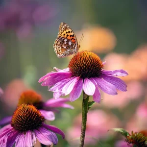 Purple Coneflower Seeds - Echinacea purpurea - 200 Seeds - Hardy Perennial - Pollinator Favorite - Image 2