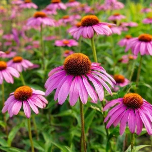 Purple Coneflower Seeds - Echinacea purpurea - 200 Seeds - Hardy Perennial - Pollinator Favorite - Image 5