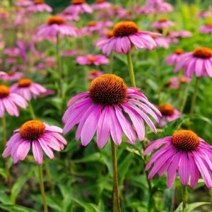 Purple Coneflower Seeds - Echinacea purpurea - 200 Seeds - Hardy Perennial - Pollinator Favorite - Image 5