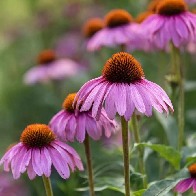 Purple Coneflower Seeds - Echinacea purpurea - 200 Seeds - Hardy Perennial - Pollinator Favorite - Image 6