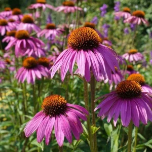Purple Coneflower Seeds - Echinacea purpurea - 200 Seeds - Hardy Perennial - Pollinator Favorite - Image 1