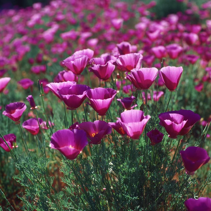 Purple Gleam California Poppy Seeds - 250 Wildflower Seeds, Easy-to-Grow - Image 2