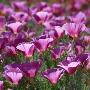 Purple Gleam California Poppy Seeds - 250 Wildflower Seeds, Easy-to-Grow - Image 3