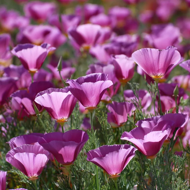 Purple Gleam California Poppy Seeds - 250 Wildflower Seeds, Easy-to-Grow - Image 3