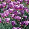 Purple Gleam California Poppy Seeds - 250 Wildflower Seeds, Easy-to-Grow - Image 1