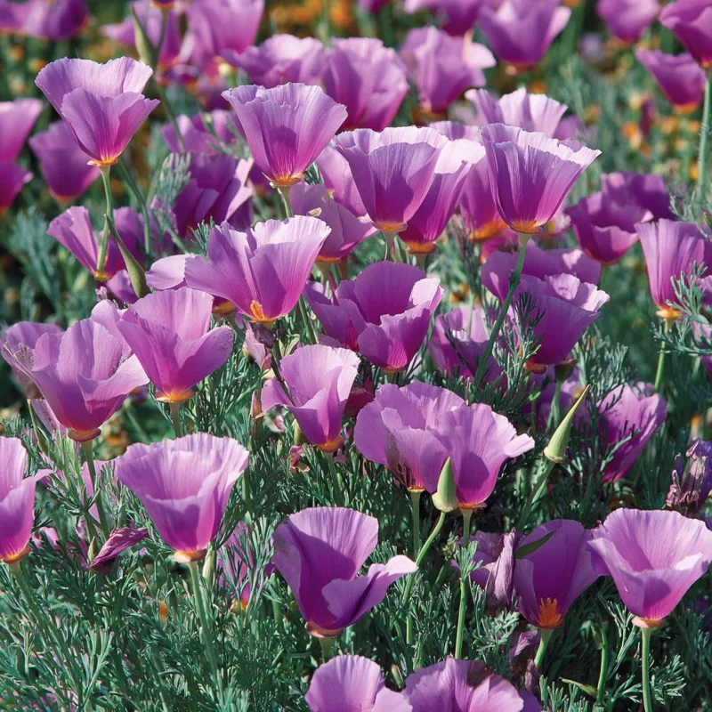 Purple Gleam California Poppy Seeds - 250 Wildflower Seeds, Easy-to-Grow - Image 1
