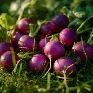 Purple Plum Radish Seeds - Heirloom Vegetable, 250 Seed Pack, Easy Grow - Image 3