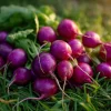 Purple Plum Radish Seeds - Heirloom Vegetable, 250 Seed Pack, Easy Grow - Image 1