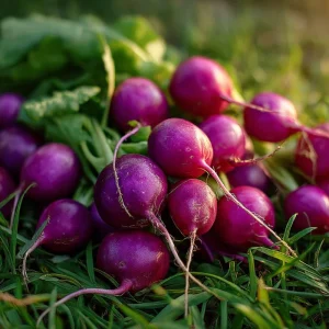 Purple Plum Radish Seeds - Heirloom Vegetable, 250 Seed Pack, Easy Grow - Image 1