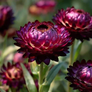 Purple Red Black Strawflower Seeds - 50 Count - Vibrant, Long-Lasting Blooms - Image 3