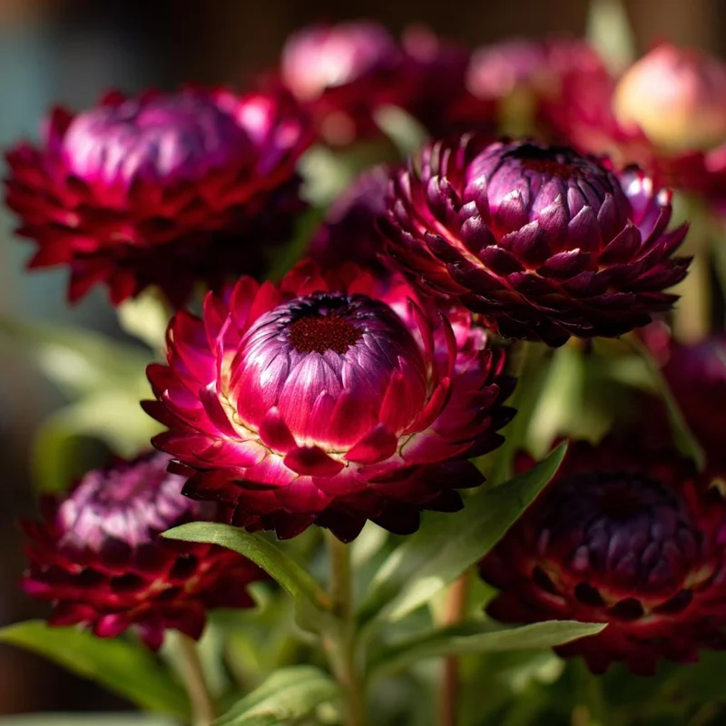 Purple Red Black Strawflower Seeds - 50 Count - Vibrant, Long-Lasting Blooms - Image 5