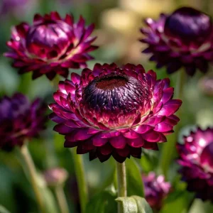 Purple Red Black Strawflower Seeds - 50 Seeds - Vibrant Long-Lasting Blooms - Image 2