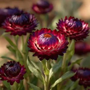 Purple Red Black Strawflower Seeds - 50 Seeds - Vibrant Long-Lasting Blooms - Image 4
