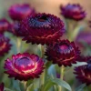 Purple Red Black Strawflower Seeds - 50 Seeds - Vibrant Long-Lasting Blooms - Image 1