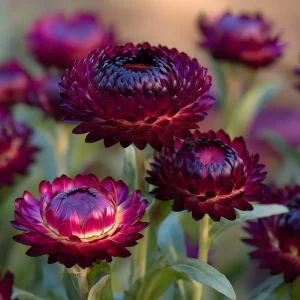 Purple Red Black Strawflower Seeds - 50 Seeds - Vibrant Long-Lasting Blooms - Image 1