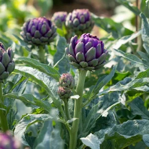 Purple Romagna Artichoke Seeds – 25 Heirloom Perennial Seeds for Edible Gardens - Image 3