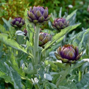 Purple Romagna Artichoke Seeds - 25 Heirloom Perennial Vegetable Seeds for Gardens - Image 4