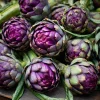 Purple Romagna Artichoke Seeds – 25 Heirloom Perennial Seeds for Edible Gardens - Image 1