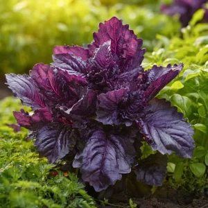 Purple Ruffles Basil Seeds - Heirloom Aromatic Herb, 150 Seeds - Image 2