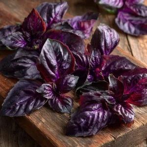 Purple Ruffles Basil Seeds - Heirloom Aromatic Herb, 150 Seeds - Image 4