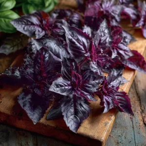Purple Ruffles Basil Seeds - Heirloom Aromatic Herb, 150 Seeds - Image 1