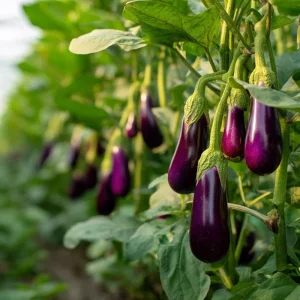 Purple Shine Eggplant Seeds – Hybrid Variety – 50 Seeds – Glossy Deep Purple Fruits - Image 3