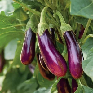 Purple Shine Eggplant Seeds – Hybrid Variety – 50 Seeds – Glossy Deep Purple Fruits - Image 1