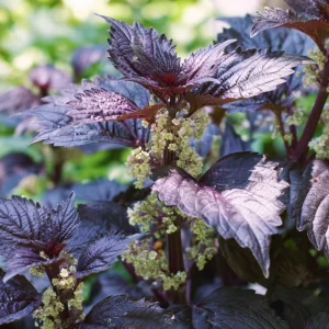 Purple Shiso Seeds – Perilla frutescens – 100 Seeds – Culinary & Ornamental Herb - Image 2