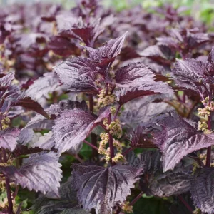 Purple Shiso Seeds – Perilla frutescens – 100 Seeds – Culinary & Ornamental Herb - Image 4