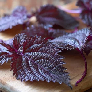 Purple Shiso Seeds – Perilla frutescens – 100 Seeds – Culinary & Ornamental Herb - Image 1