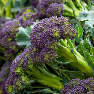 Purple Sprouting Broccoli Seeds – 150 Count – Heirloom Winter Vegetable - Image 2