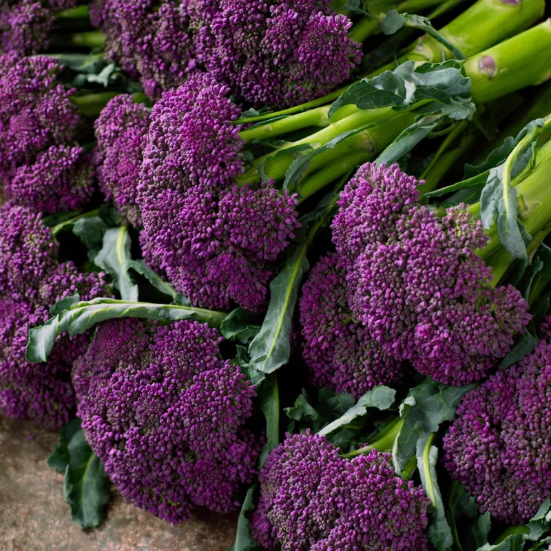 Purple Sprouting Broccoli Seeds – 150 Count – Heirloom Winter Vegetable - Image 3