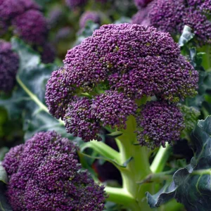 Purple Sprouting Broccoli Seeds – 150 Count – Heirloom Winter Vegetable - Image 1