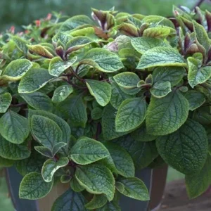 Purple Swedish Ivy Live Plant, 2 Plants Per Pot, Plectranthus Trailing Vine, 3-6 Inch Tall - Image 2