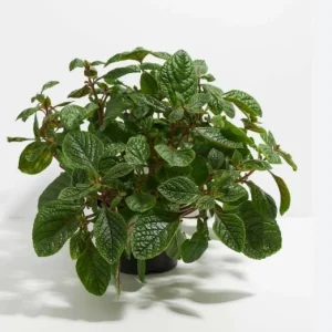 Purple Swedish Ivy Live Plant, 2 Plants Per Pot, Plectranthus Trailing Vine, 3-6 Inch Tall - Image 3