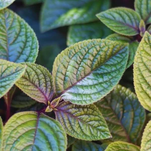 Purple Swedish Ivy Live Plant, 2 Plants Per Pot, Plectranthus Trailing Vine, 3-6 Inch Tall - Image 1