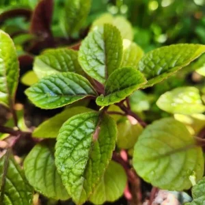 Purple Swedish Ivy Live Plant, 2 Plants Per Pot, Plectranthus Trailing Vine, 3-6 Inch Tall - Image 4