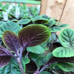 Purple Swedish Ivy Live Plant, 2 Plants Per Pot, Plectranthus Trailing Vine, 3-6 Inch Tall - Image 5