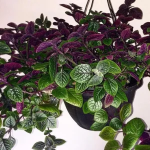 Purple Swedish Ivy Live Plant, 2 Plants Per Pot, Plectranthus Trailing Vine, 3-6 Inch Tall - Image 6