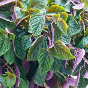 Purple Swedish Ivy Live Plant, 2 Plants Per Pot, Plectranthus Trailing Vine, 3-6 Inch Tall - Image 7