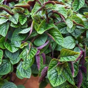 Purple Swedish Ivy Live Plant, 2 Plants Per Pot, Plectranthus Trailing Vine, 3-6 Inch Tall - Image 8