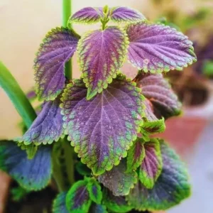 Purple Swedish Ivy Live Plant, 2 Plants Per Pot, Plectranthus Trailing Vine, 3-6 Inch Tall - Image 9