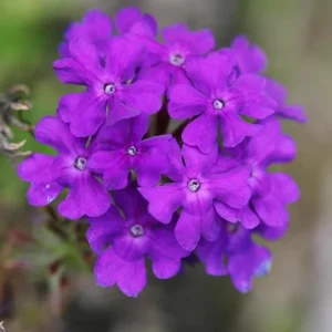 Purple Verbena Live Plant - 4 Inch Pot Perennial Ground Cover & Trailing Bush - Image 2