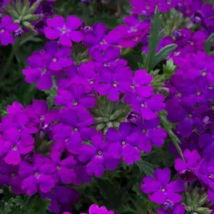 Purple Verbena Live Plant - 4 Inch Pot Perennial Ground Cover & Trailing Bush - Image 3